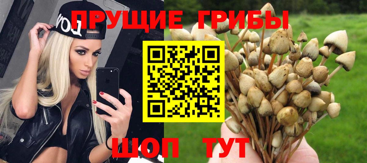 Галлюциногенные грибы Psilocybine cubensis  Вход с VPN  Псилоцибиновые грибы Magic Shrooms  Видное 